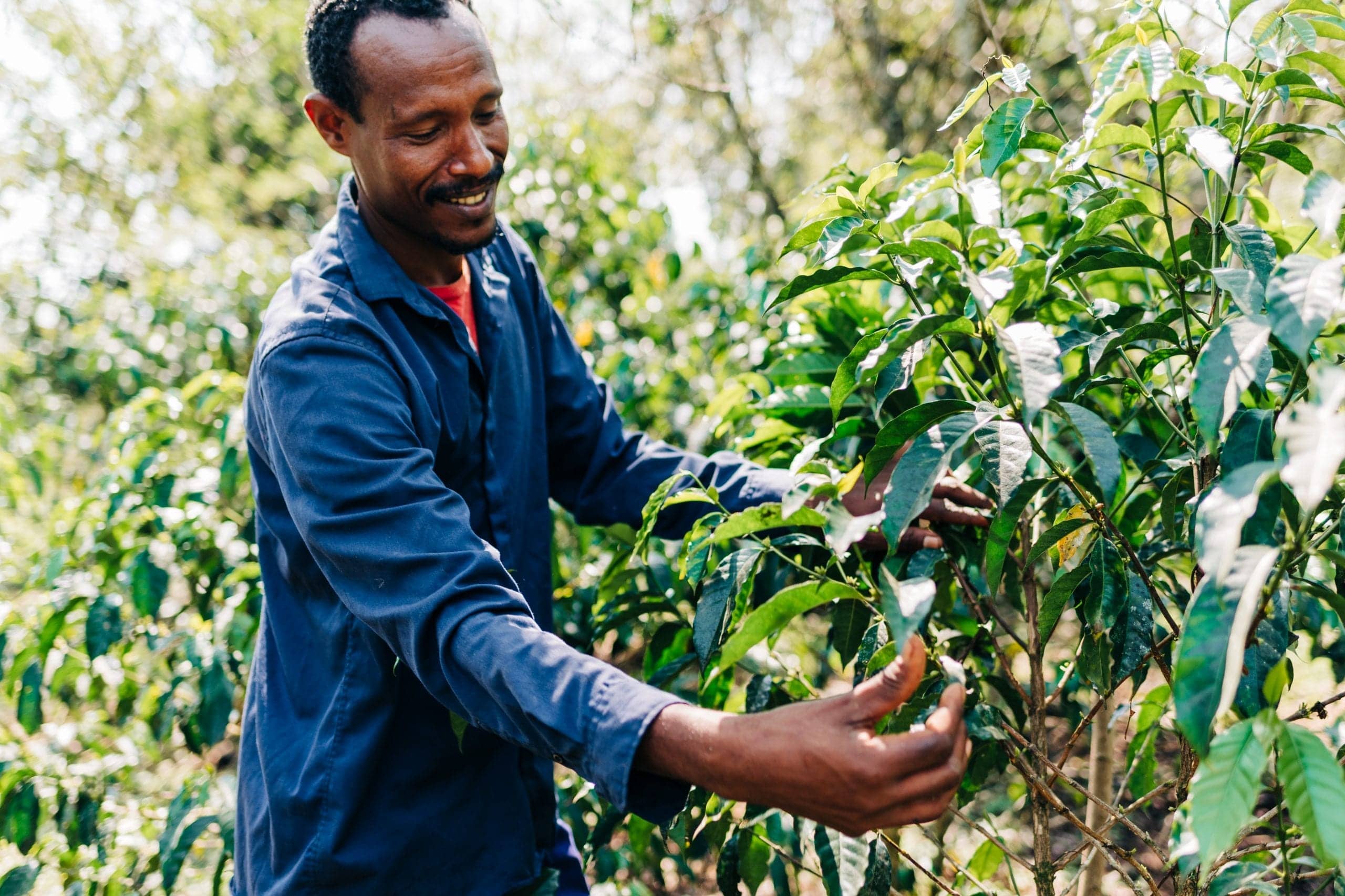 Processing Ethiopian coffee beans using traditional methods