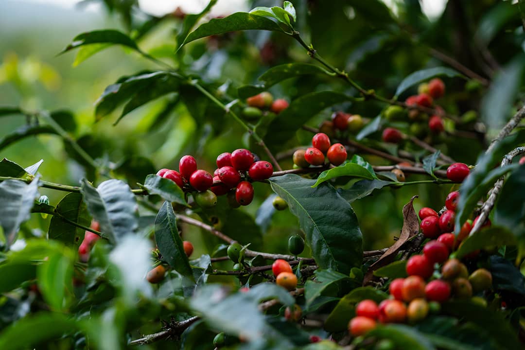 Small-batch coffee roasting