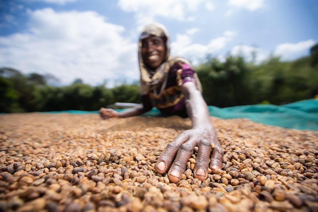Sustainable coffee farming in Ethiopian highlands
