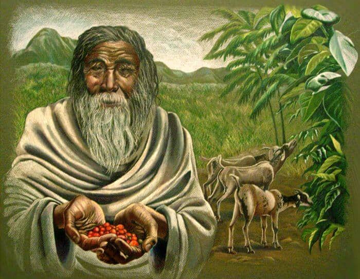 Ancient Ethiopian coffee forest in the Kaffa region where coffee was first discovered