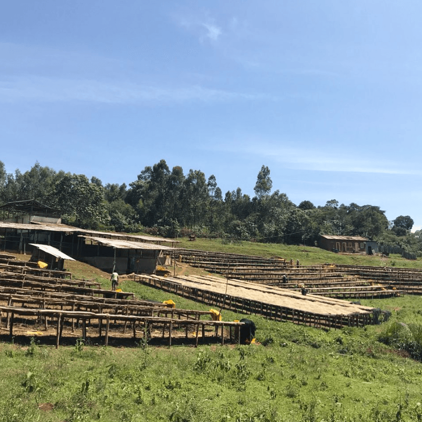 Specialty coffee harvest in Sidama, Ethiopia