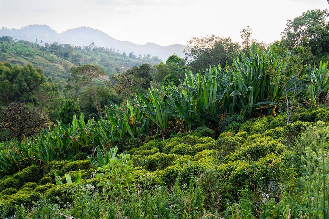 Specialty Ethiopian coffee ready for roasting