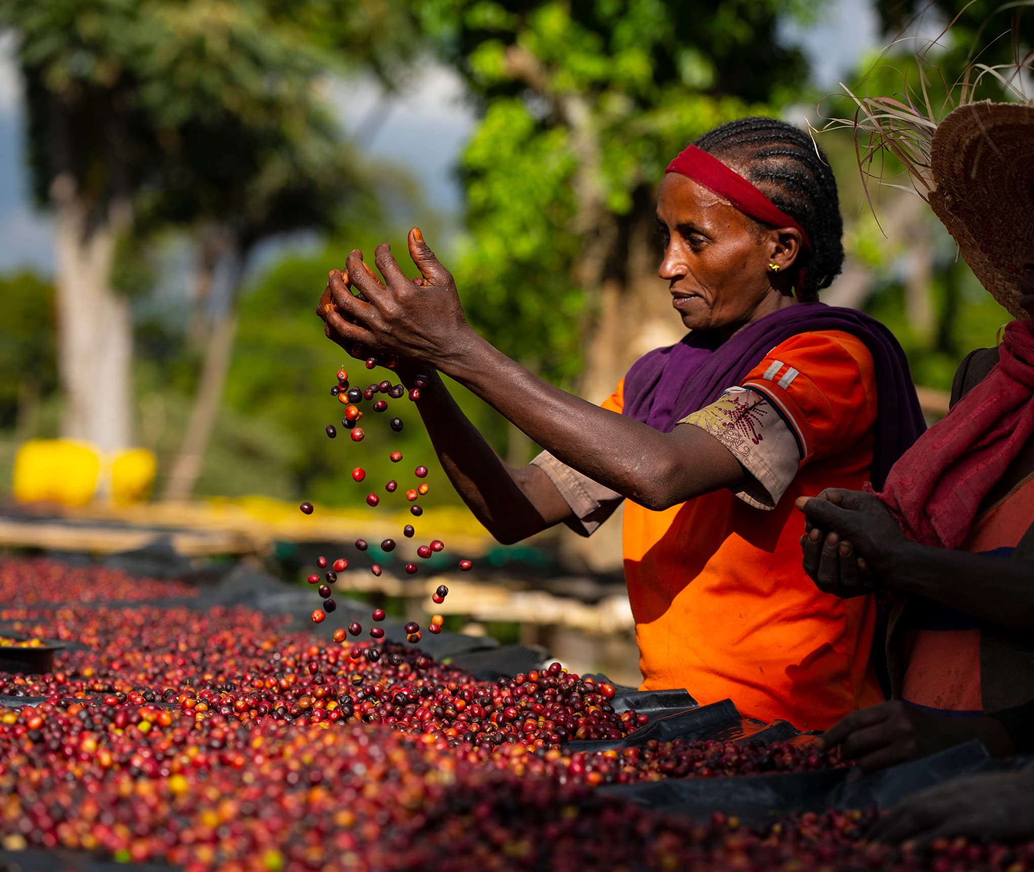 Ethiopian coffee plantation with workers selecting specialty coffee cherries