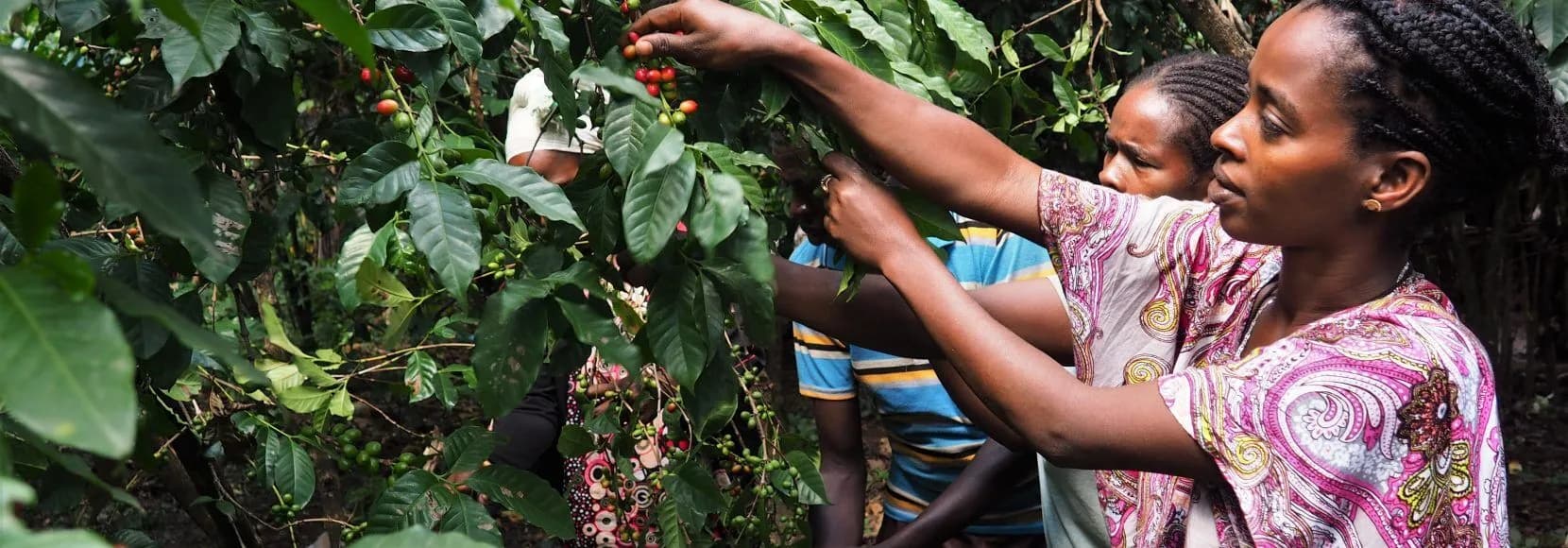The Ethiopian Coffee Ceremony: A Timeless Tradition