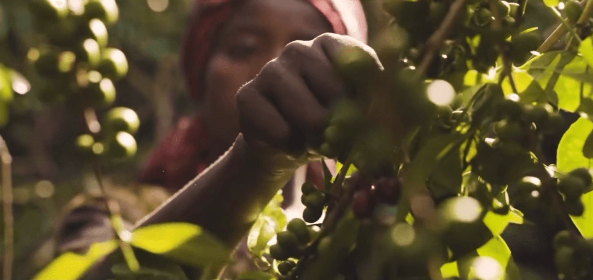 Ethiopian coffee farms and processing in the highlands - video preview