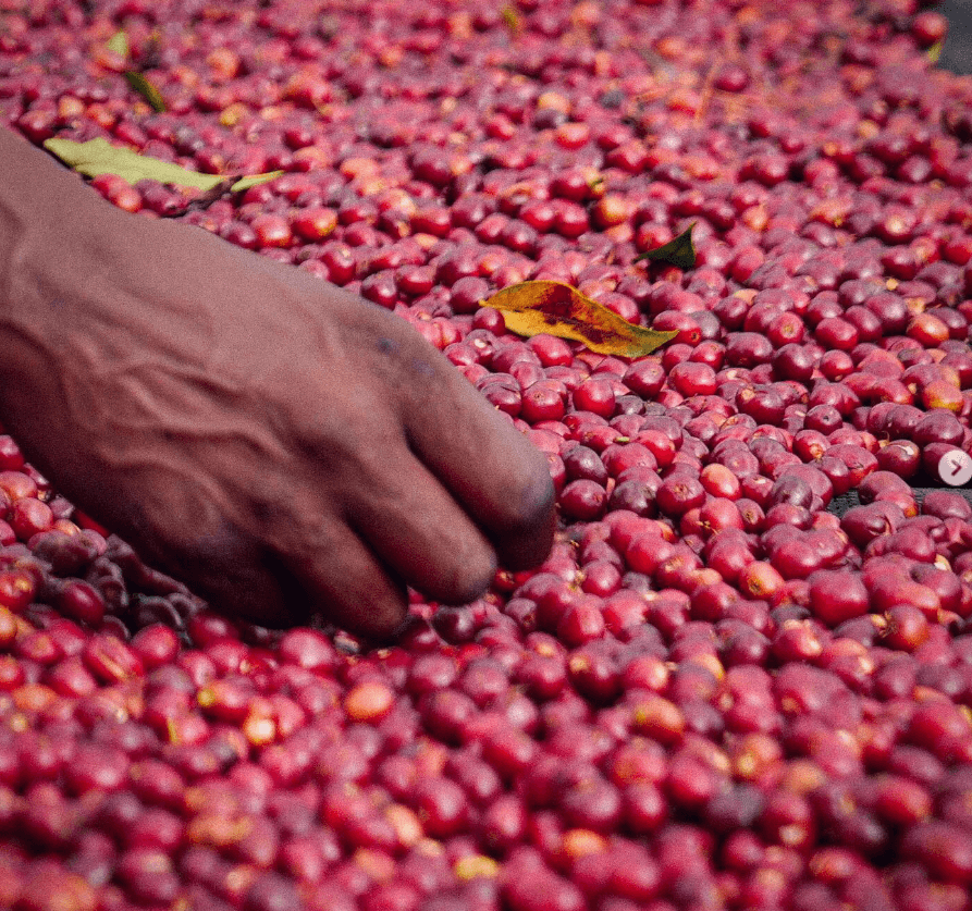 Ethiopian Beans cupping session for quality control