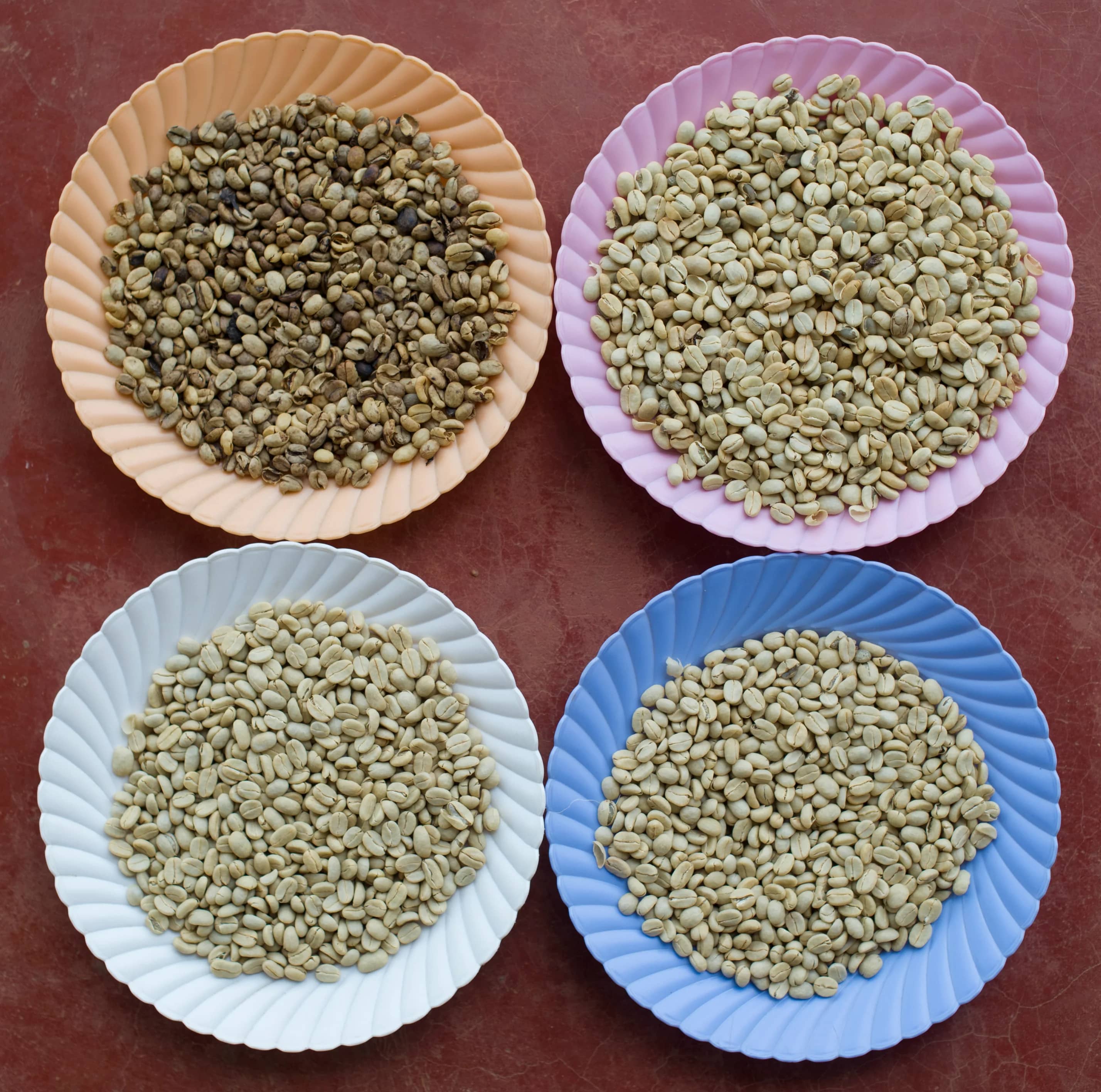 Ethiopian green coffee beans being sorted and graded by hand at a washing station