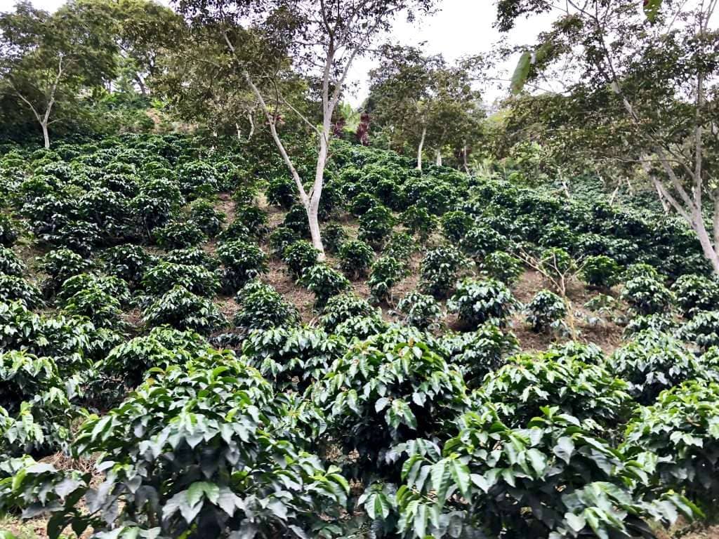 Ripe Ethiopian heirloom coffee cherries growing on a branch in a highland forest, representing genetic diversity